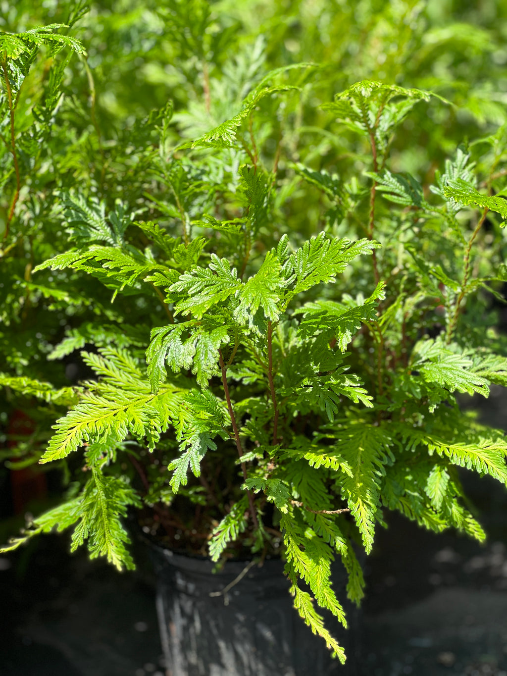 Selaginella plana