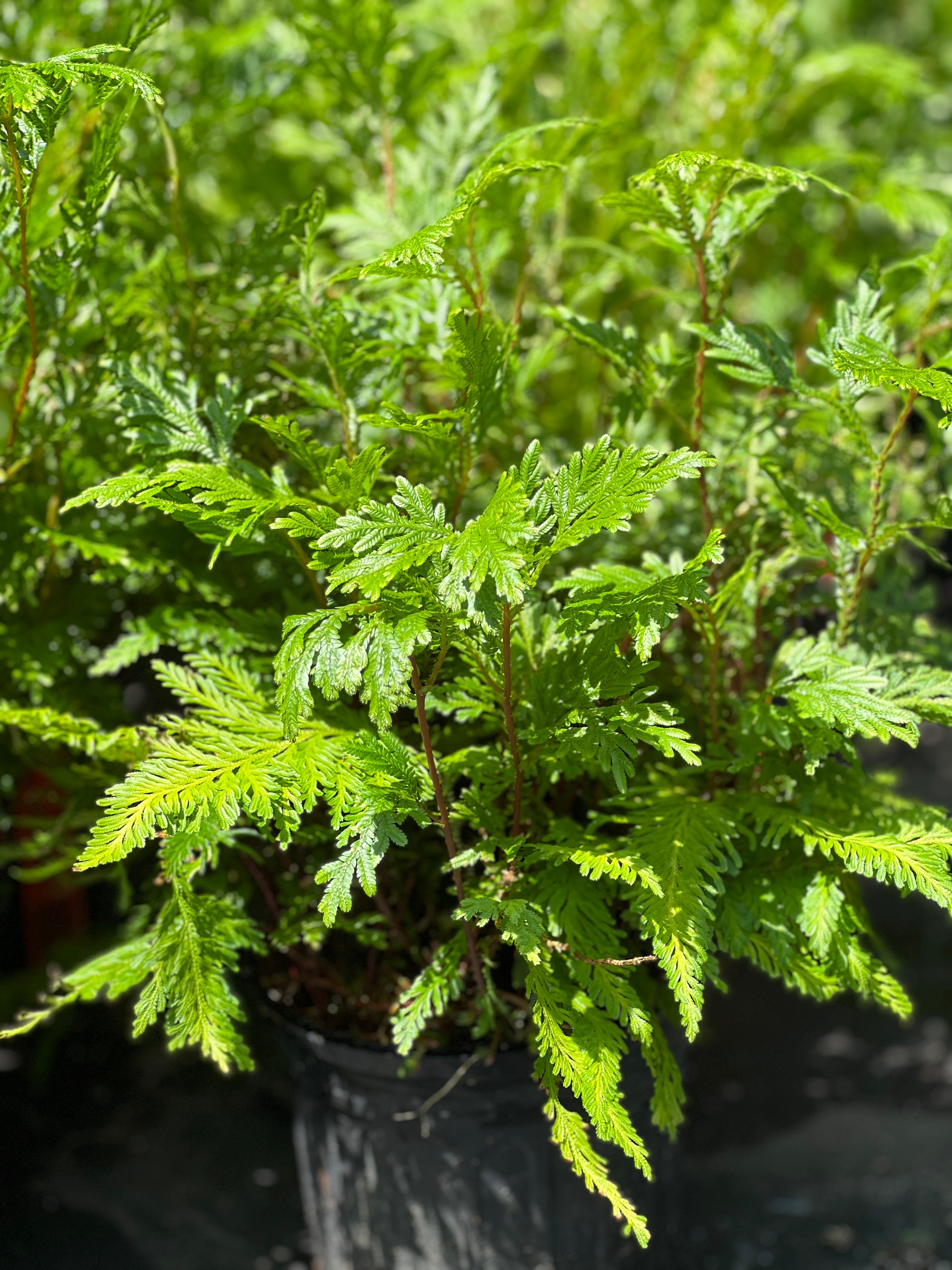 Selaginella plana