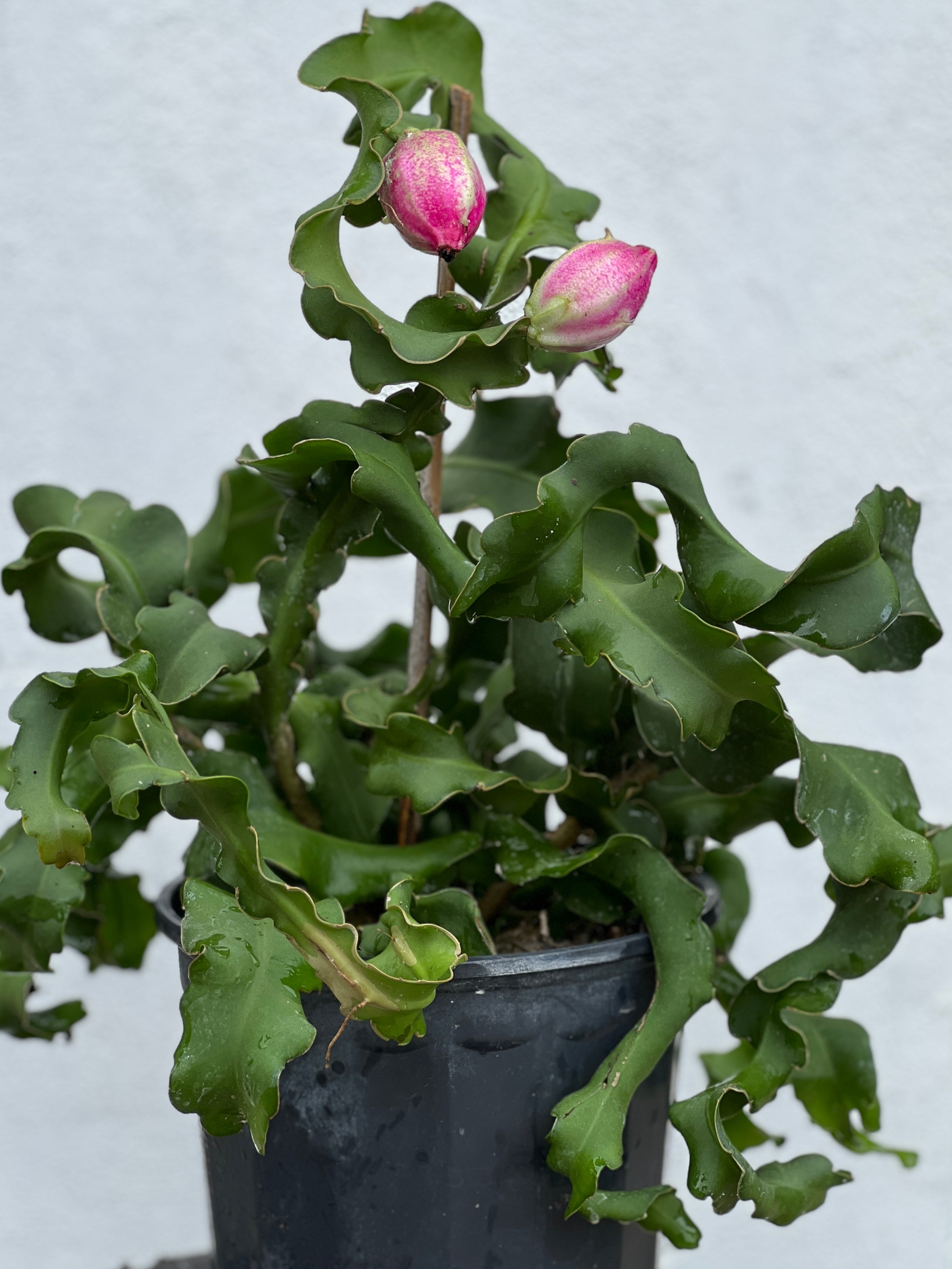 Epiphyllum guatemalense f. monstrosa