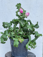 Epiphyllum guatemalense f. monstrosa