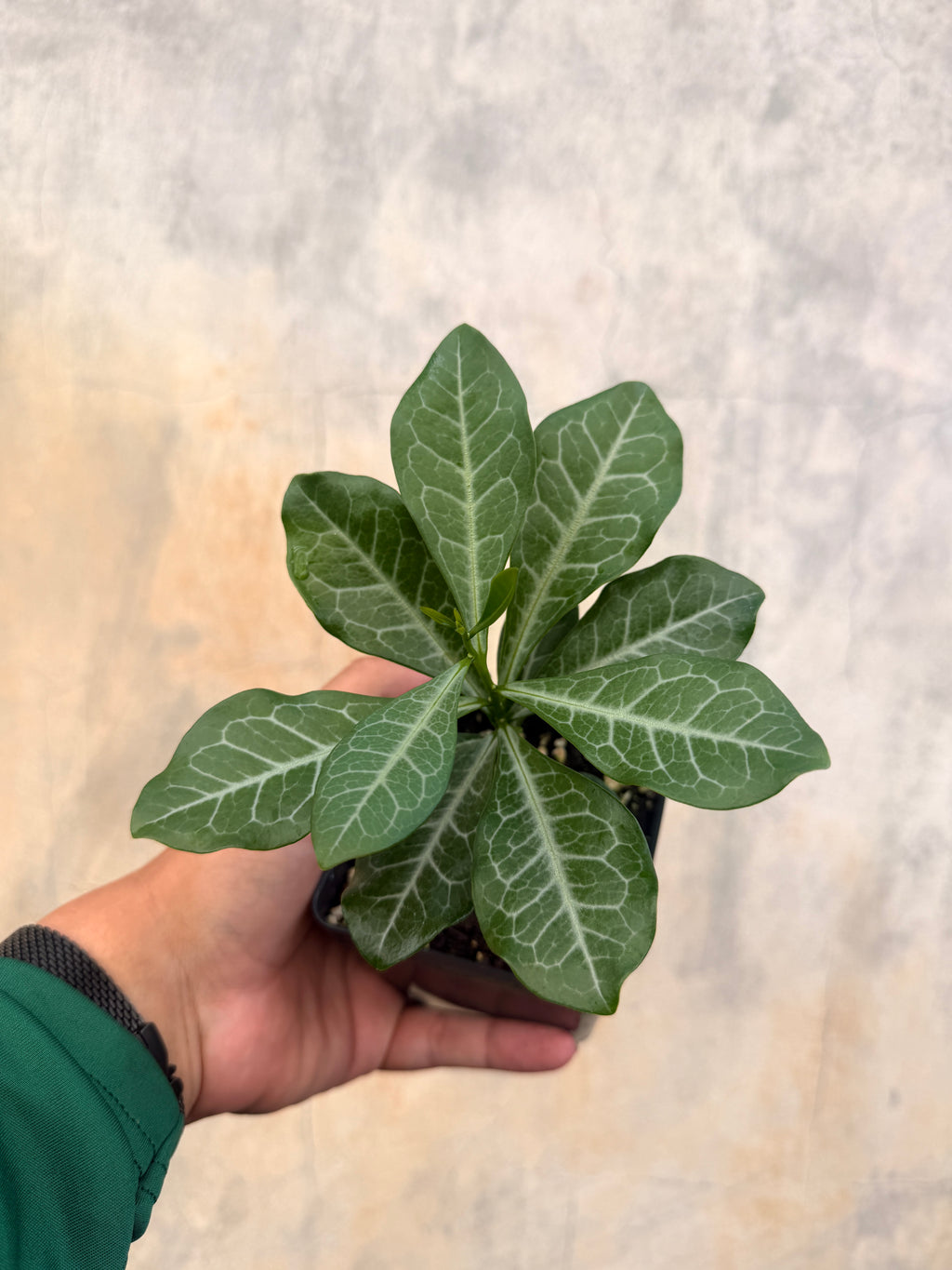 Brunfelsia nitida
