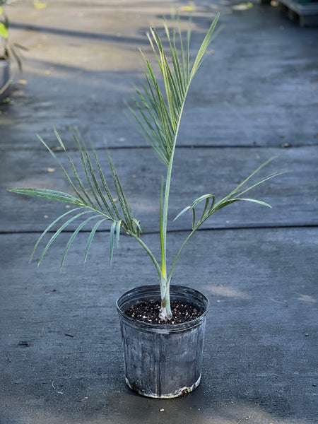 Pseudophoenix sargentii - Small