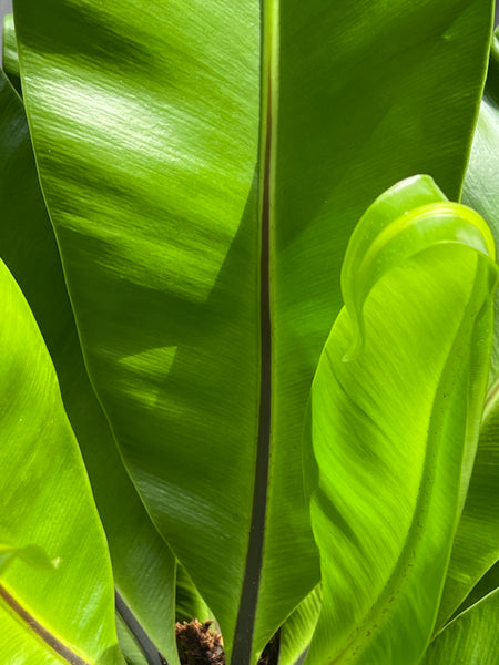 Asplenium nidus