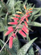Aloe hybrid