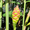 Zingiber officinale