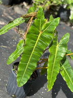 Philodendron billietiae