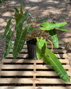 Philodendron billietiae