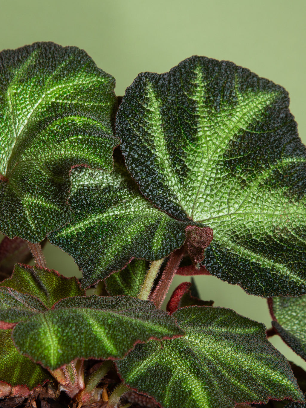 Begonia soli-mutata