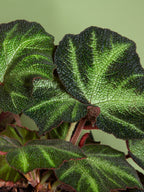 Begonia soli-mutata