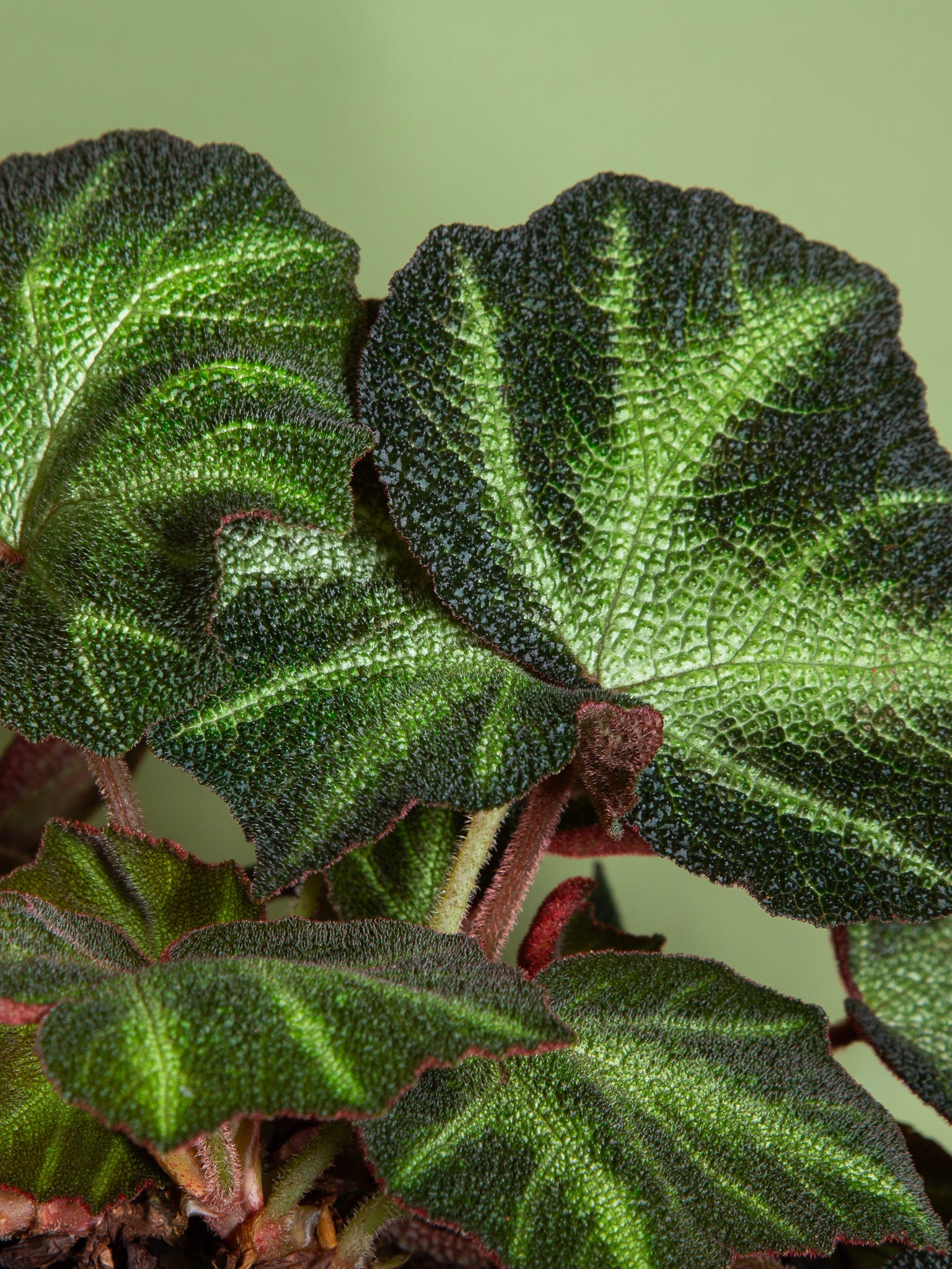 Begonia soli-mutata