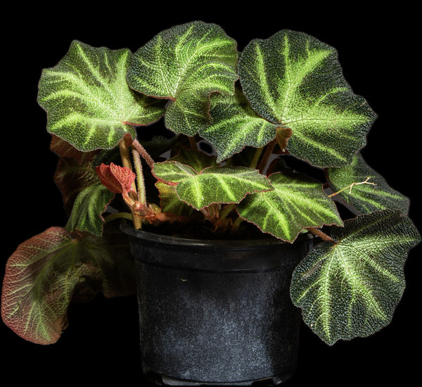 Begonia soli-mutata