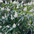 Miconia laevigata
