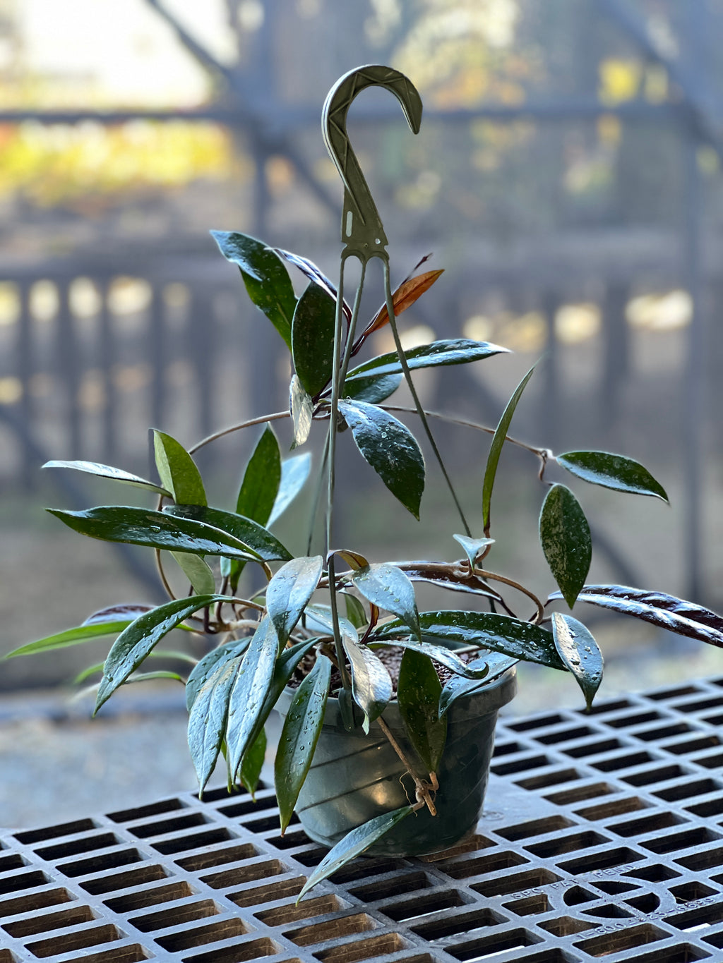 Hoya pubicalyx 'Royal Hawaiian Purple'
