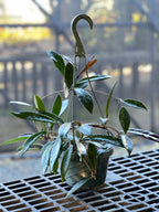 Hoya pubicalyx 'Royal Hawaiian Purple'