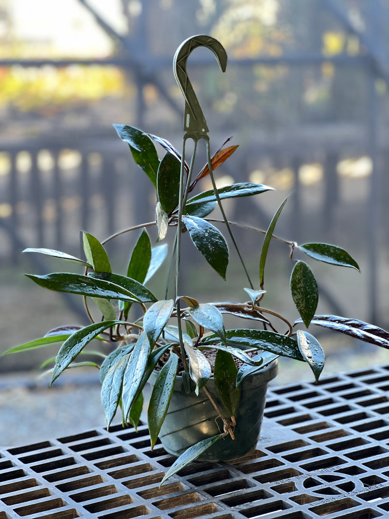 Hoya pubicalyx 'Royal Hawaiian Purple'