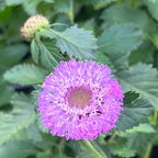 Centratherum punctatum