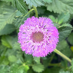 Centratherum punctatum