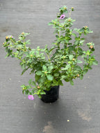 Centratherum punctatum