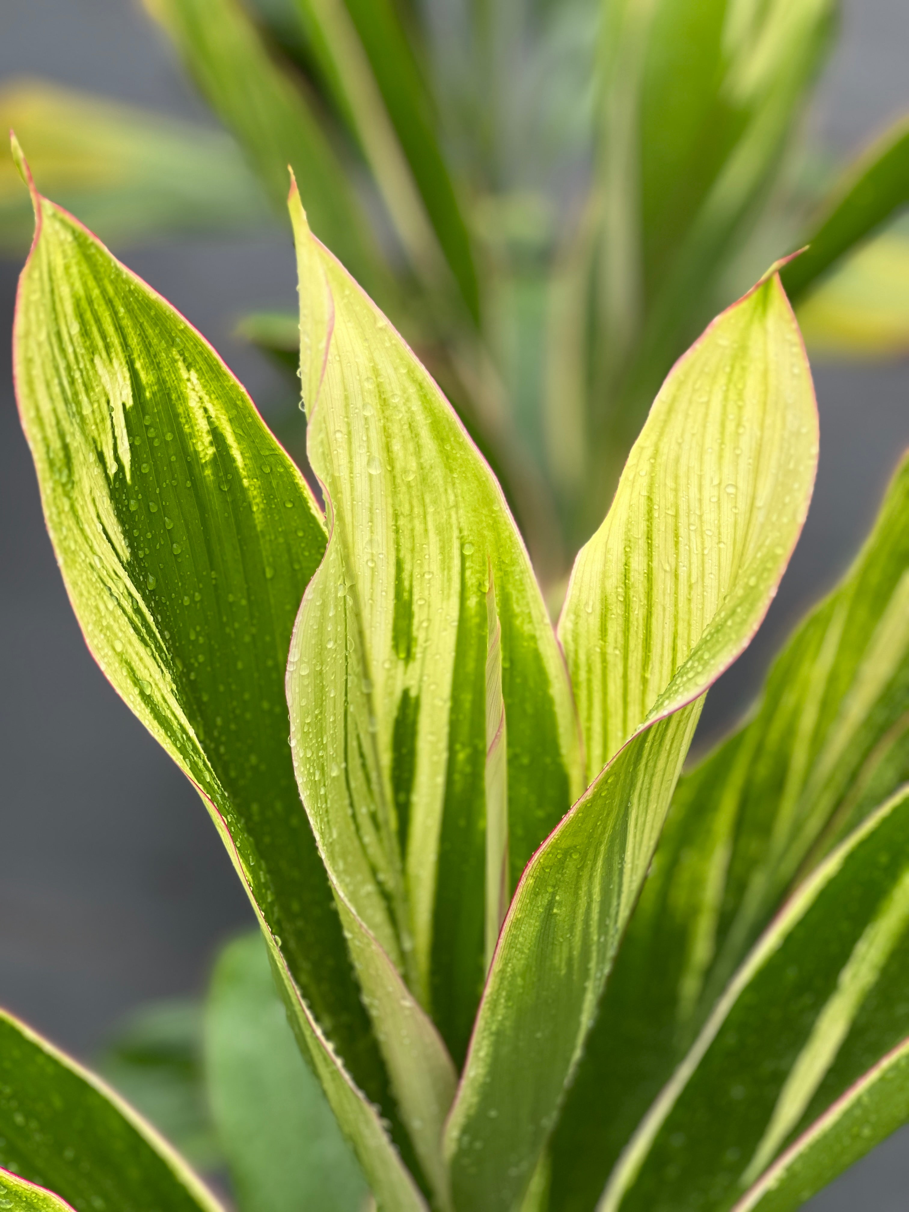 Cordyline fruticosa (delicate pink edge)