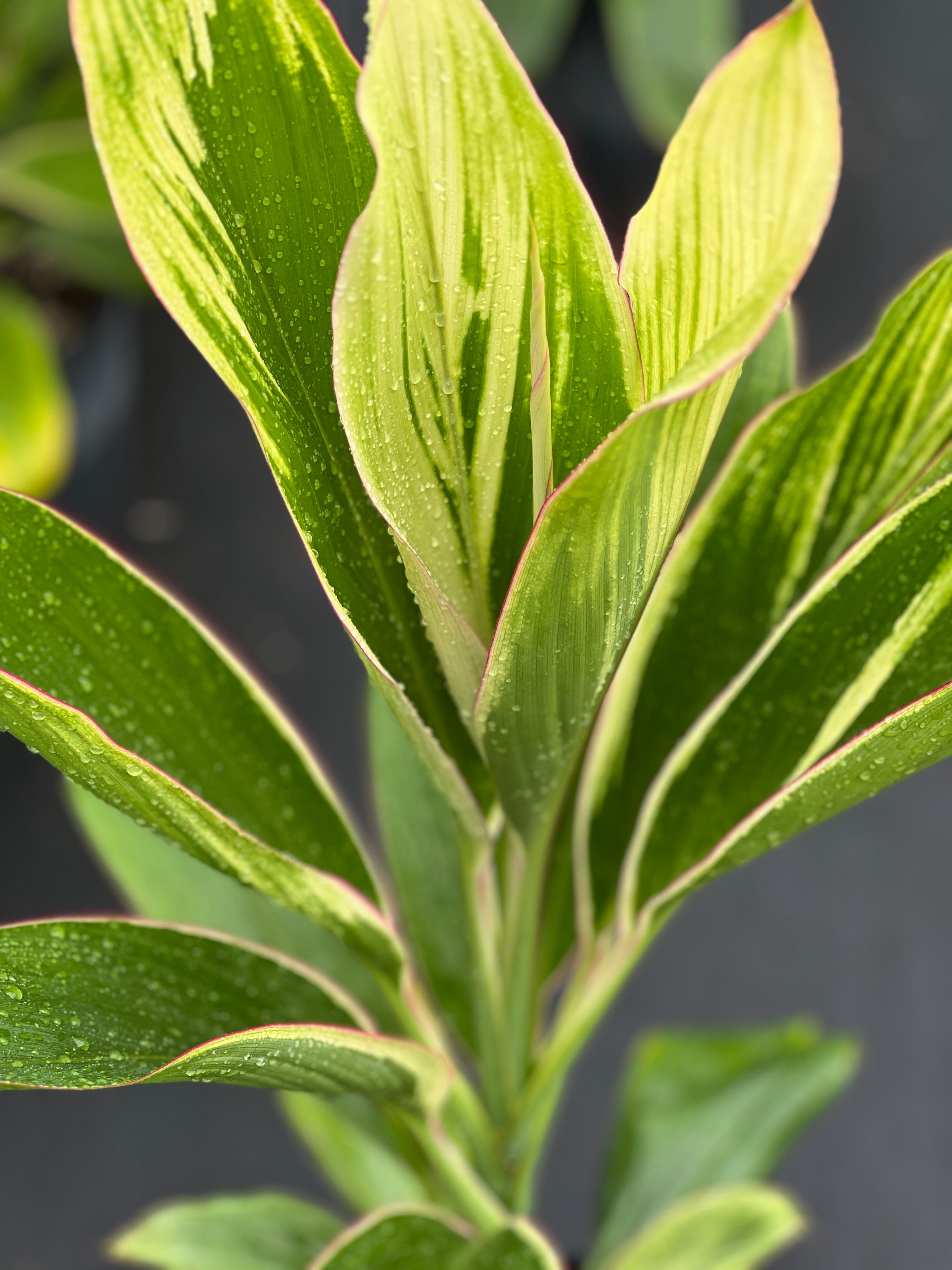 Cordyline fruticosa (delicate pink edge)