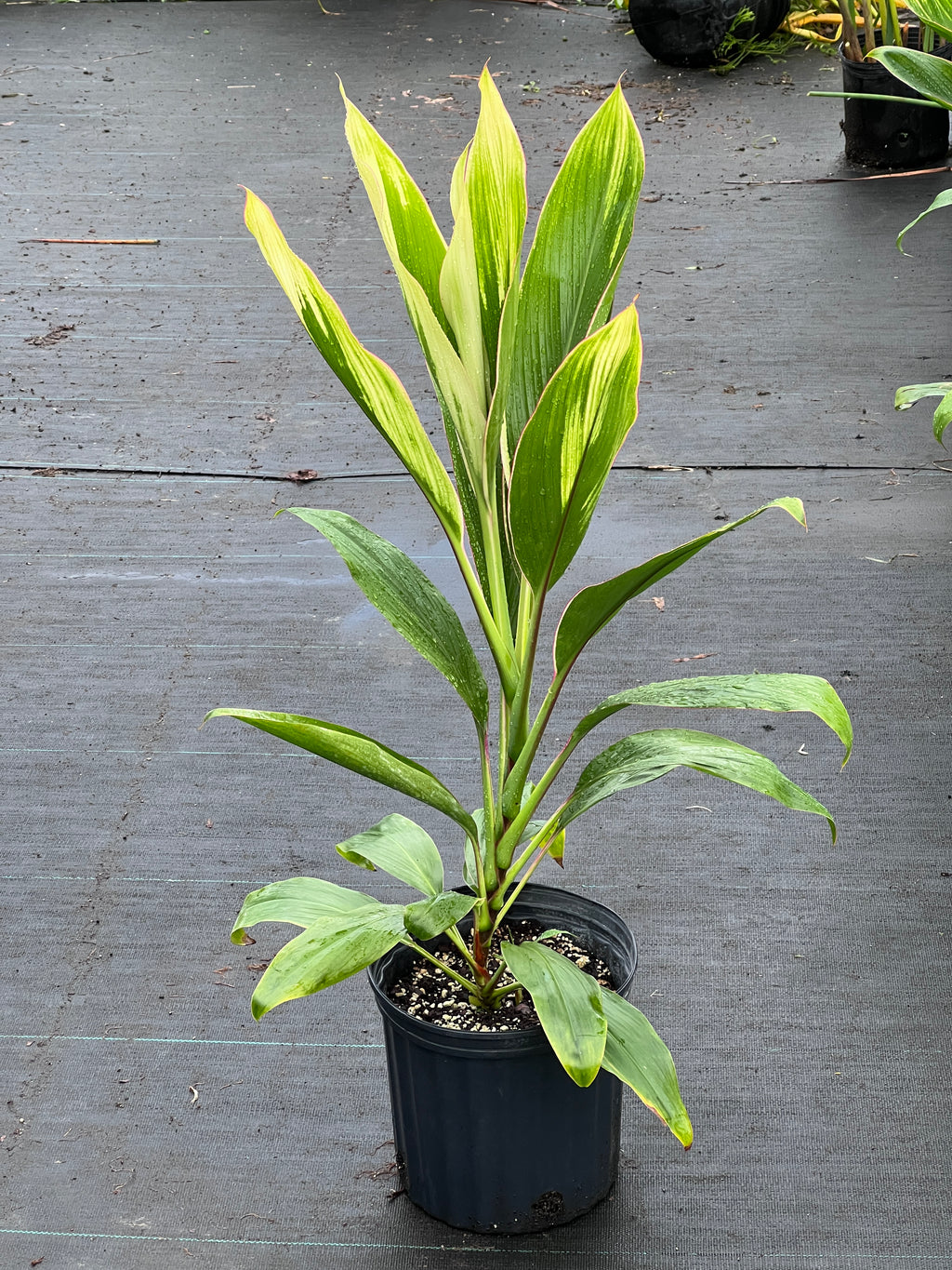 Cordyline Fruticosa delicate Pink Edge cordyline-fruticosa-delicate-pink-edge