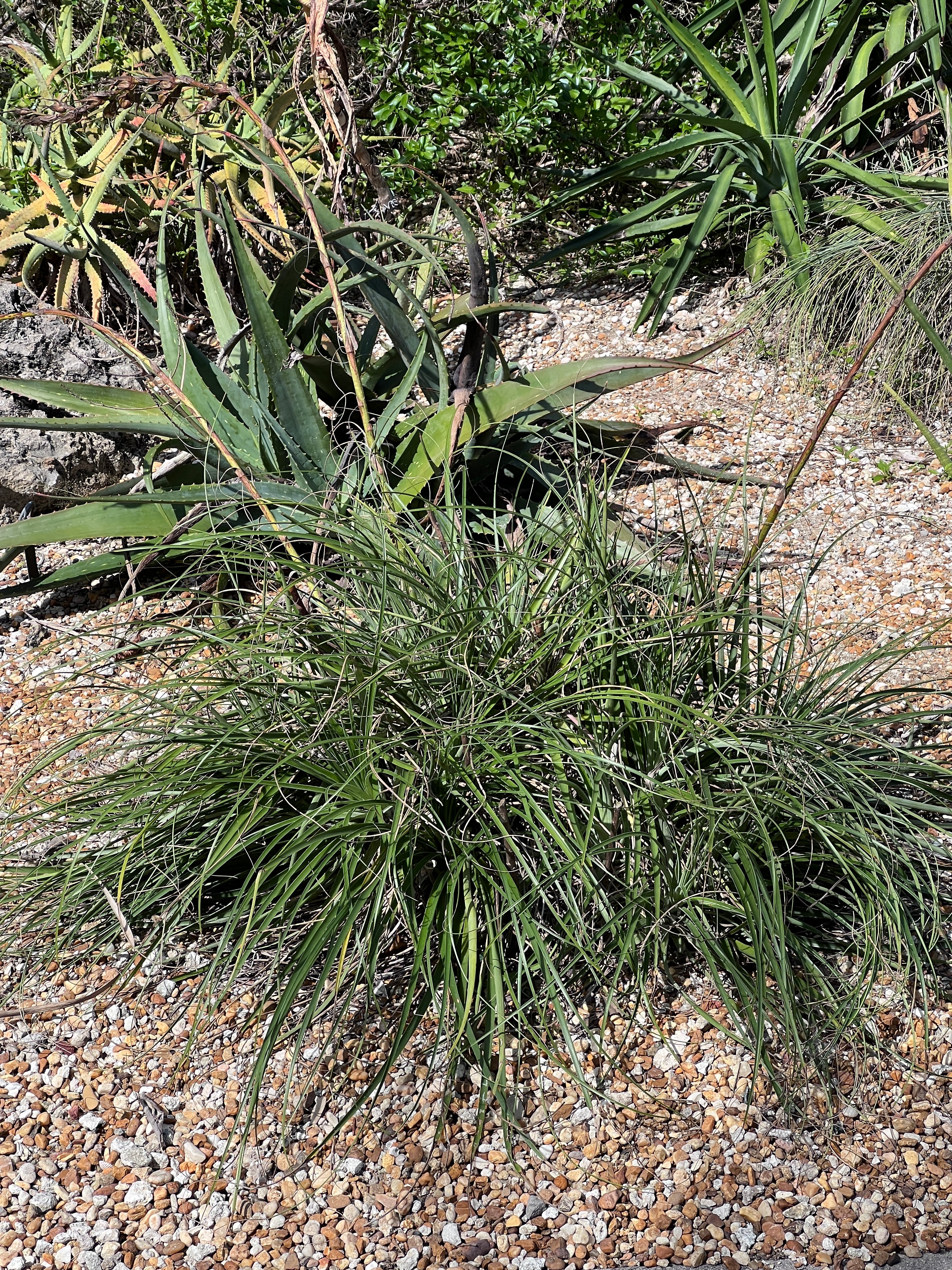 Puya mirabilis