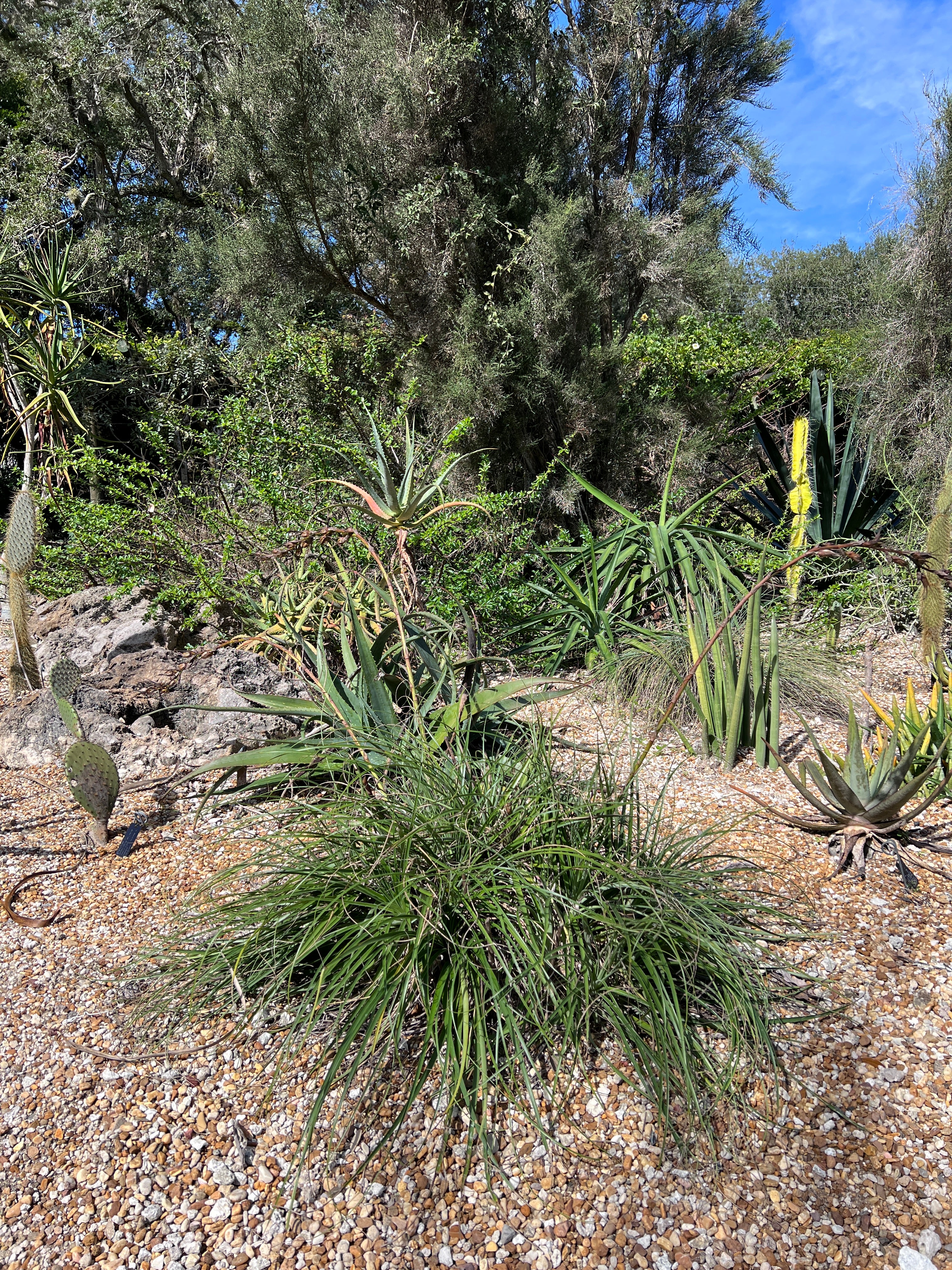 Puya mirabilis