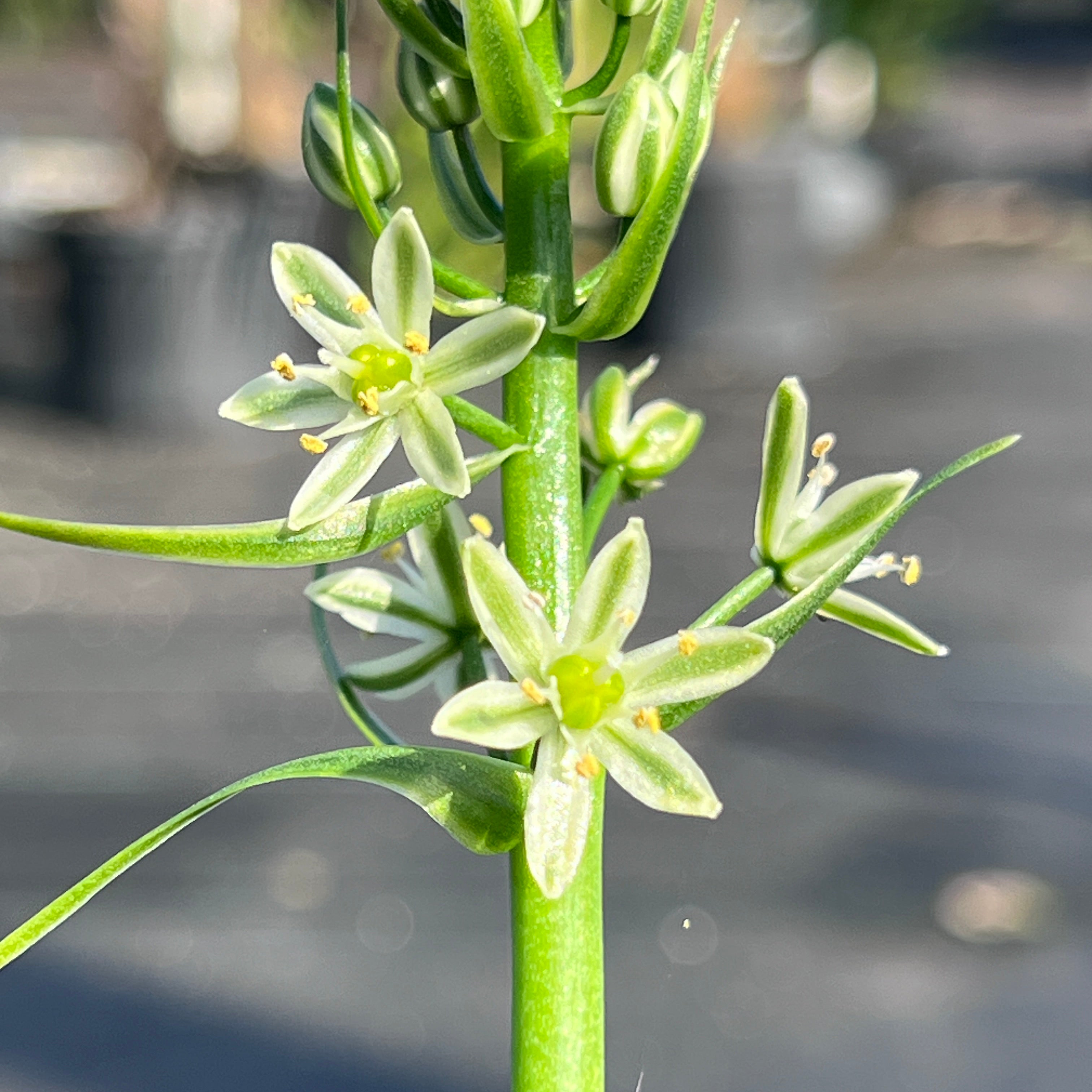 albuca altissima Albuca bracteata