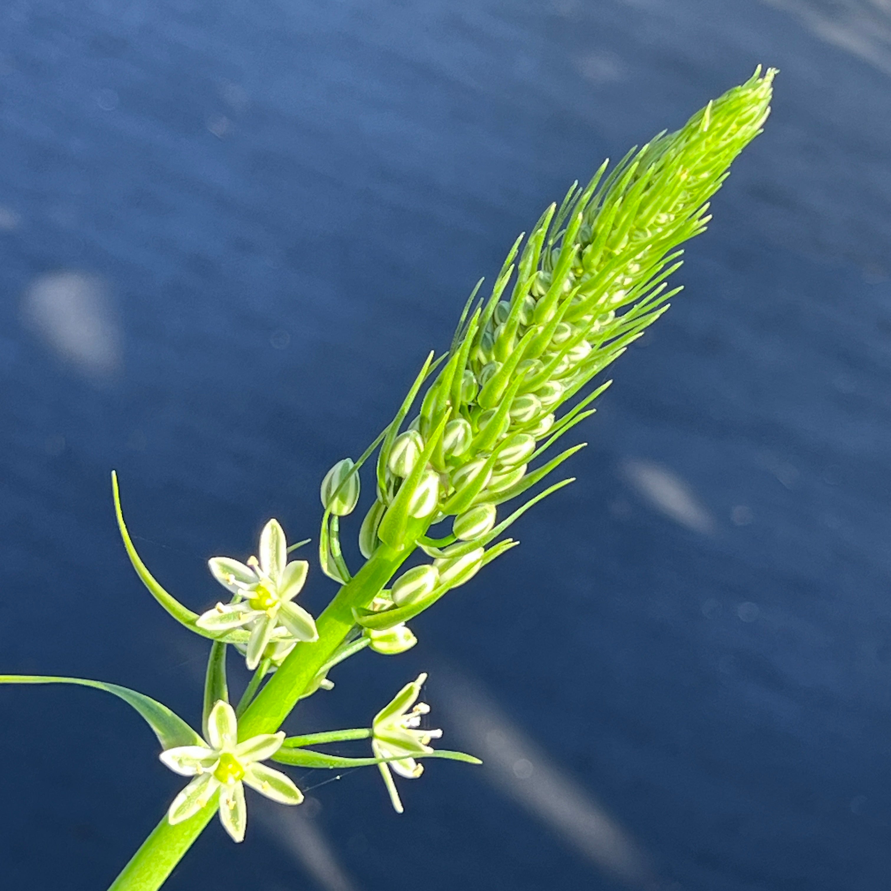 Albuca bracteata