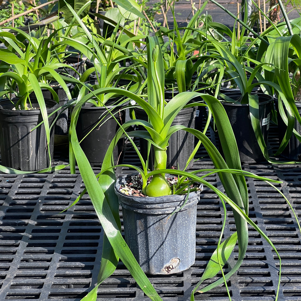 spider onion plant Albuca bracteata