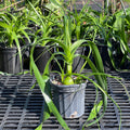 Albuca bracteata