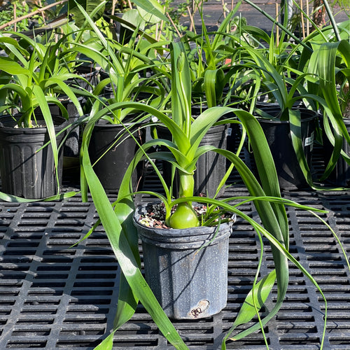 pregnant onion succulent Albuca bracteata