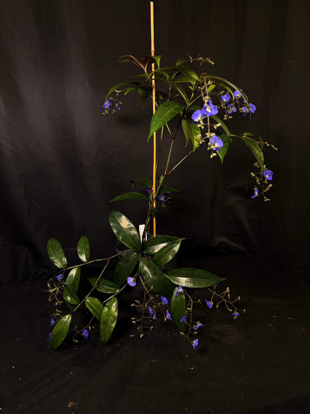 Dichorisandra penduliflora
