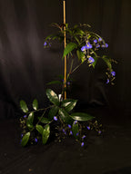 Dichorisandra penduliflora