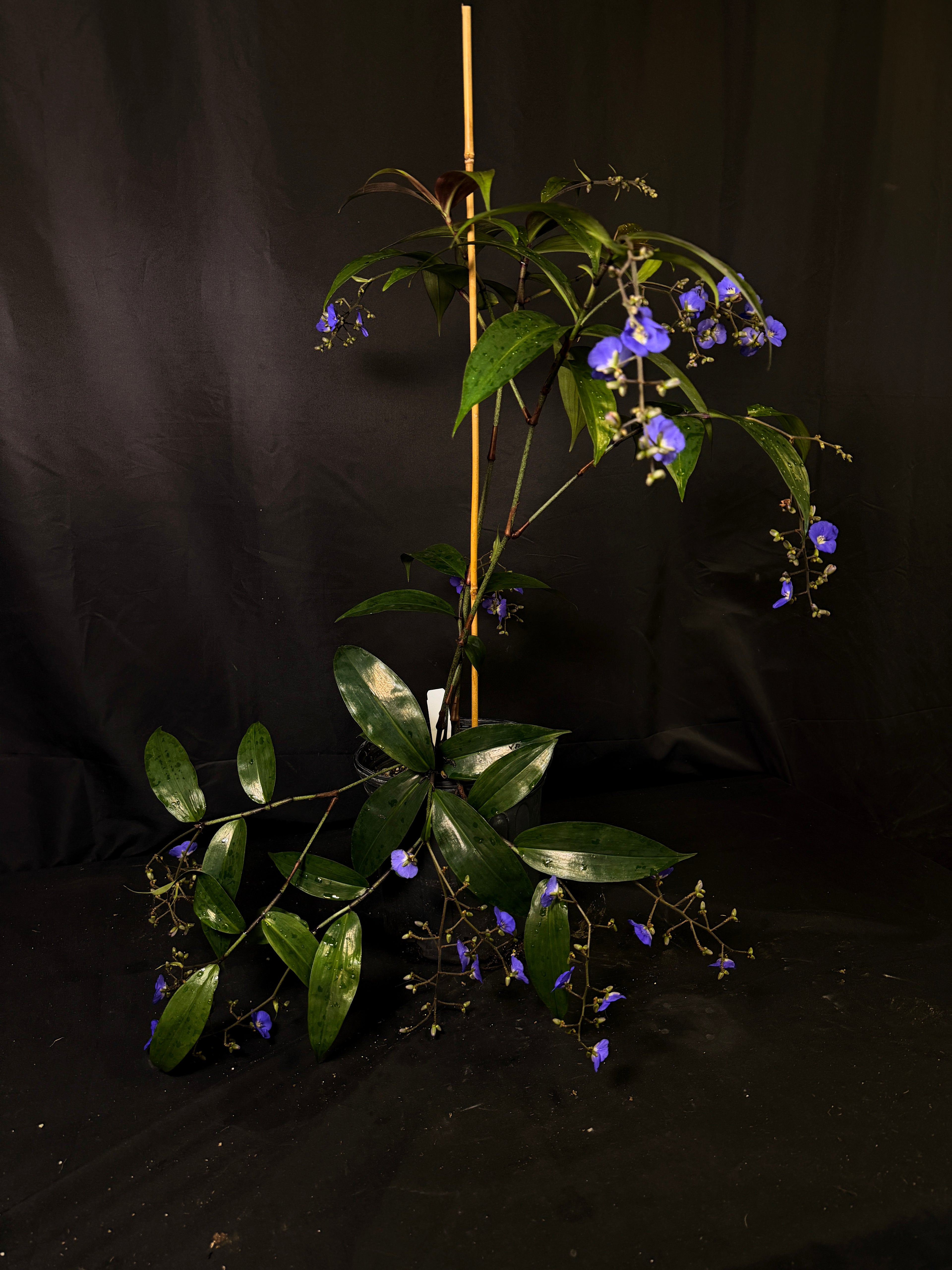 Dichorisandra penduliflora
