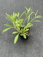 Physalis walteri