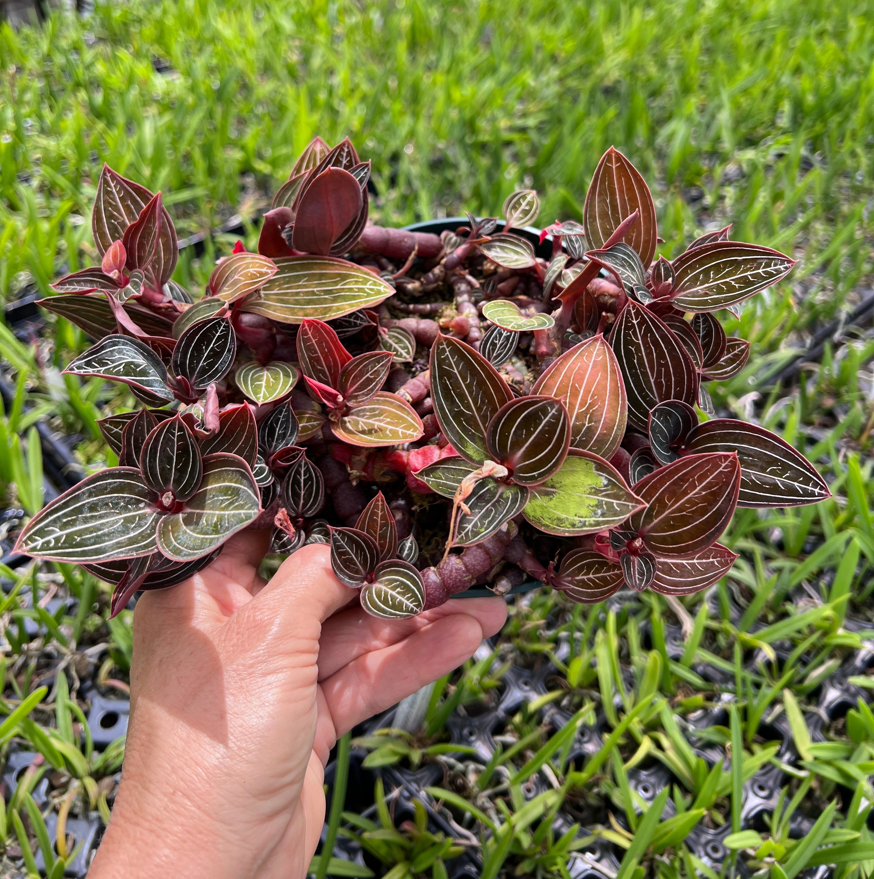 Ludisia sp. 'Jewel Orchid'