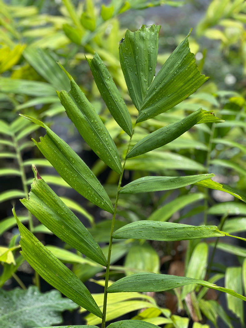 Ptychosperma caryotoides