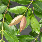 Eugenia monticola