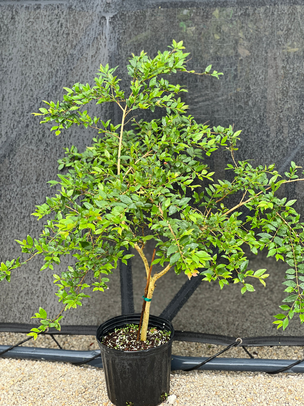 Eugenia monticola