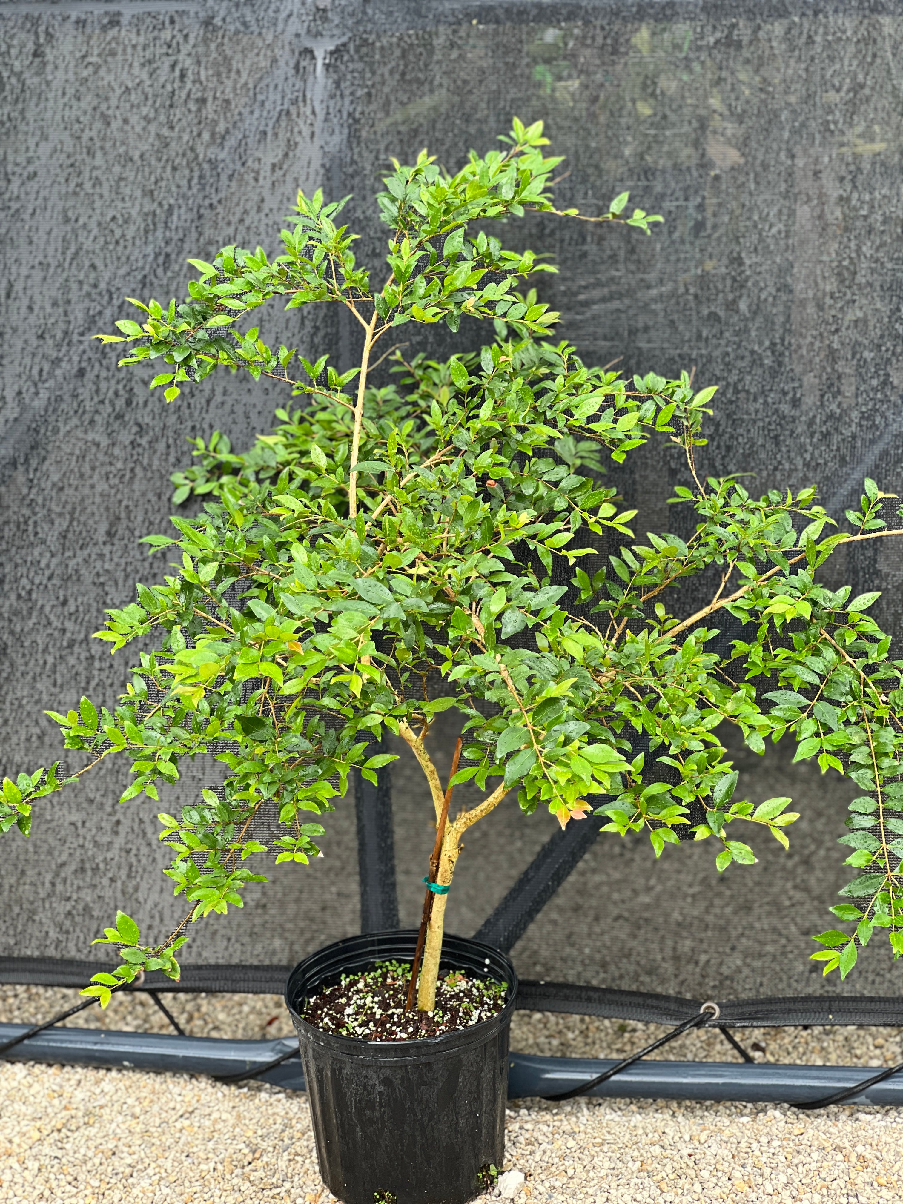 Eugenia monticola