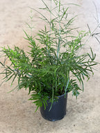 Pteris multifida