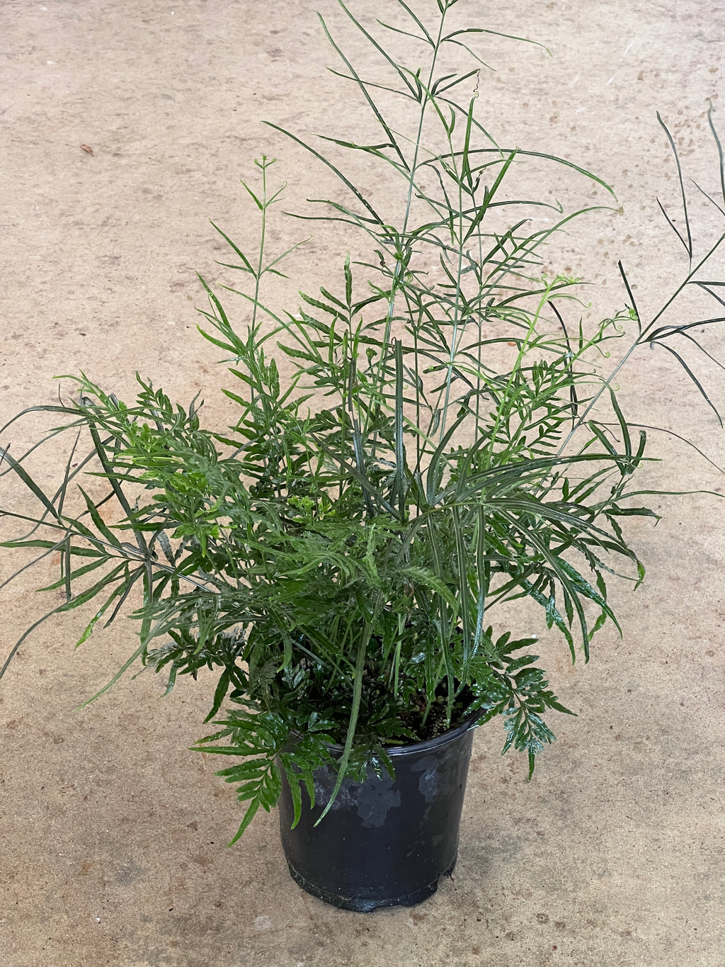 Pteris multifida