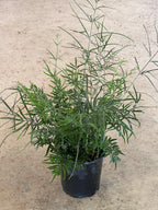 Pteris multifida