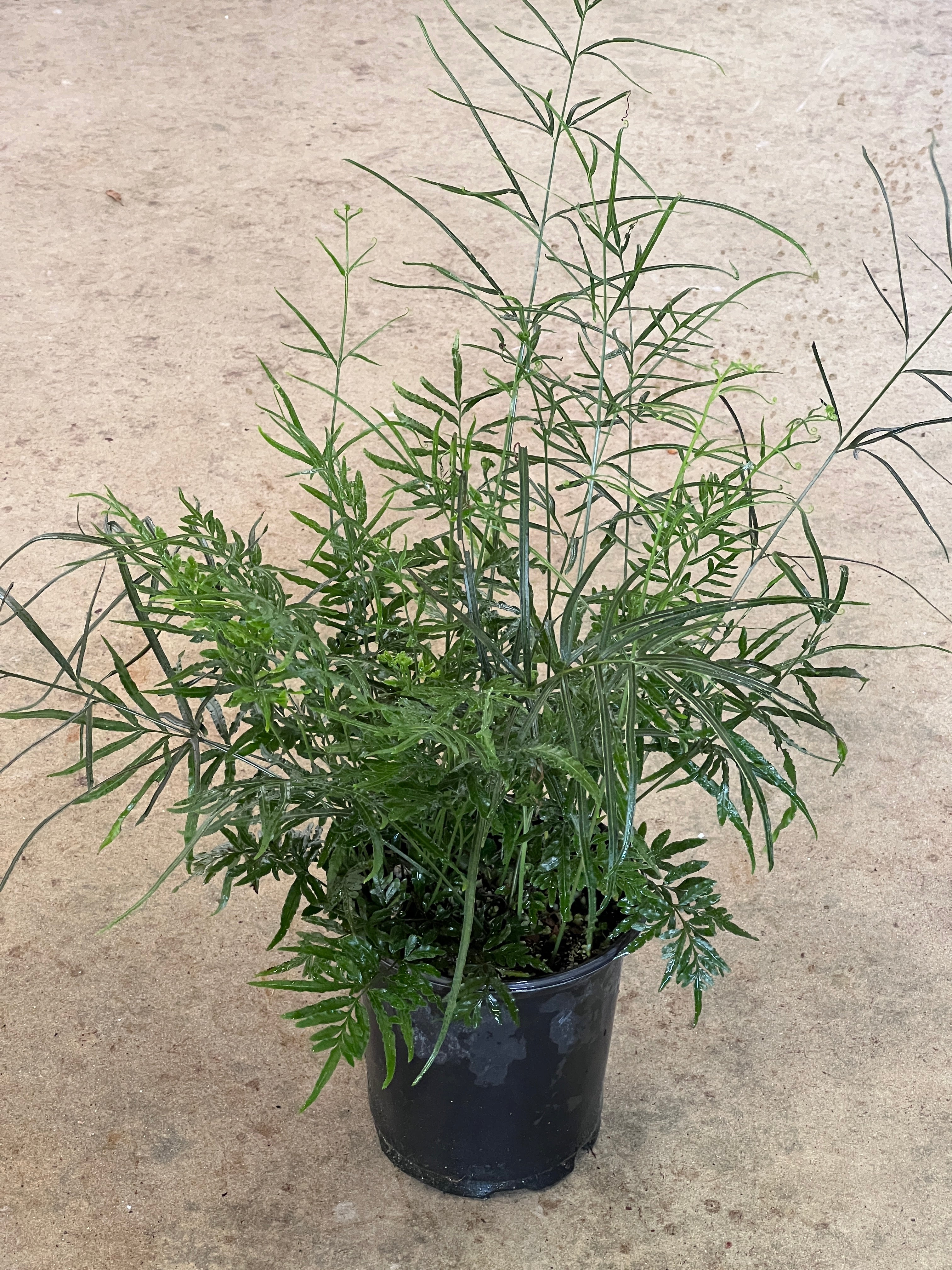Pteris multifida