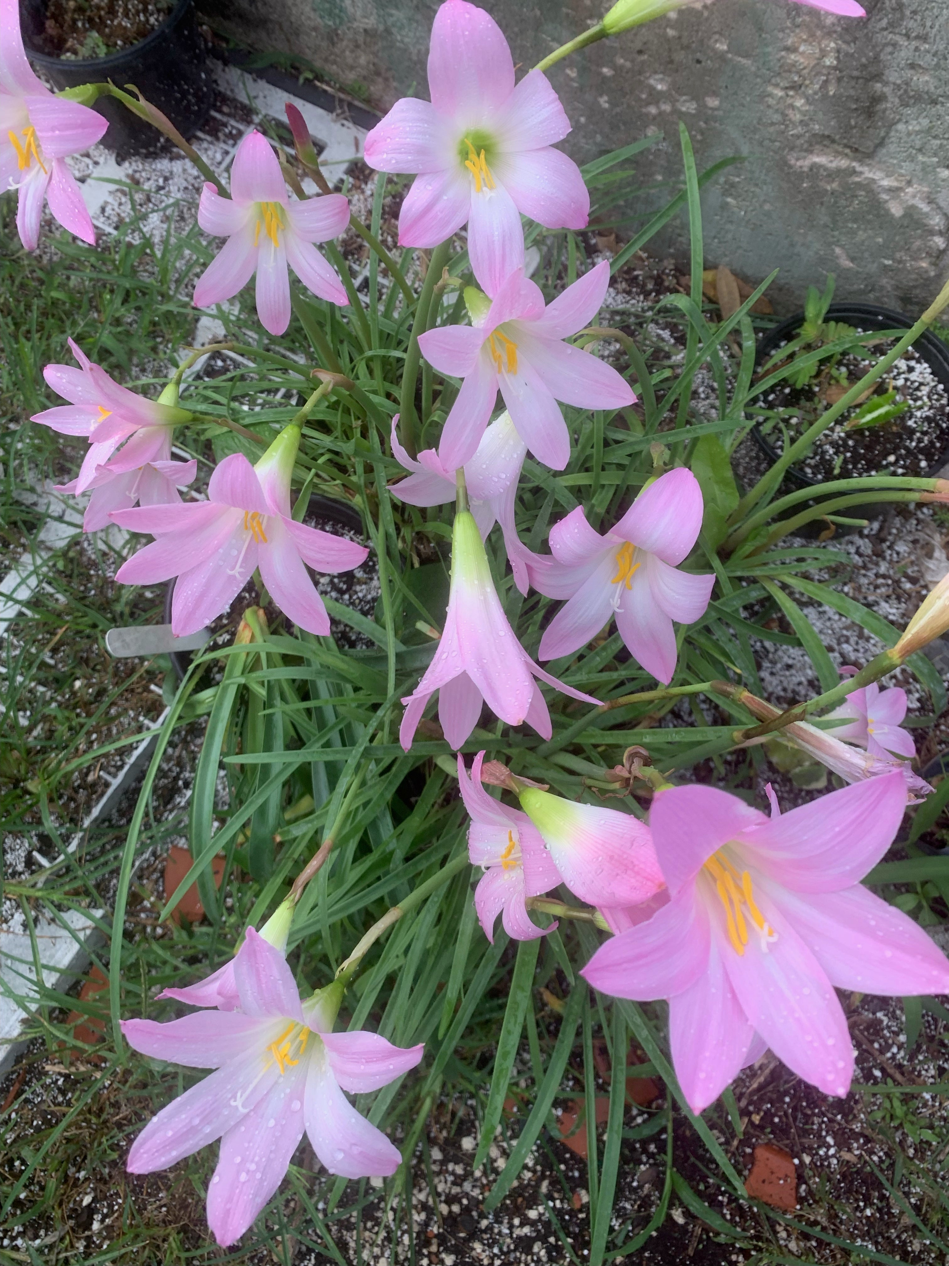 Zephyranthes grandiflora