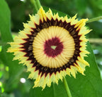 Napoleonaea beninensis