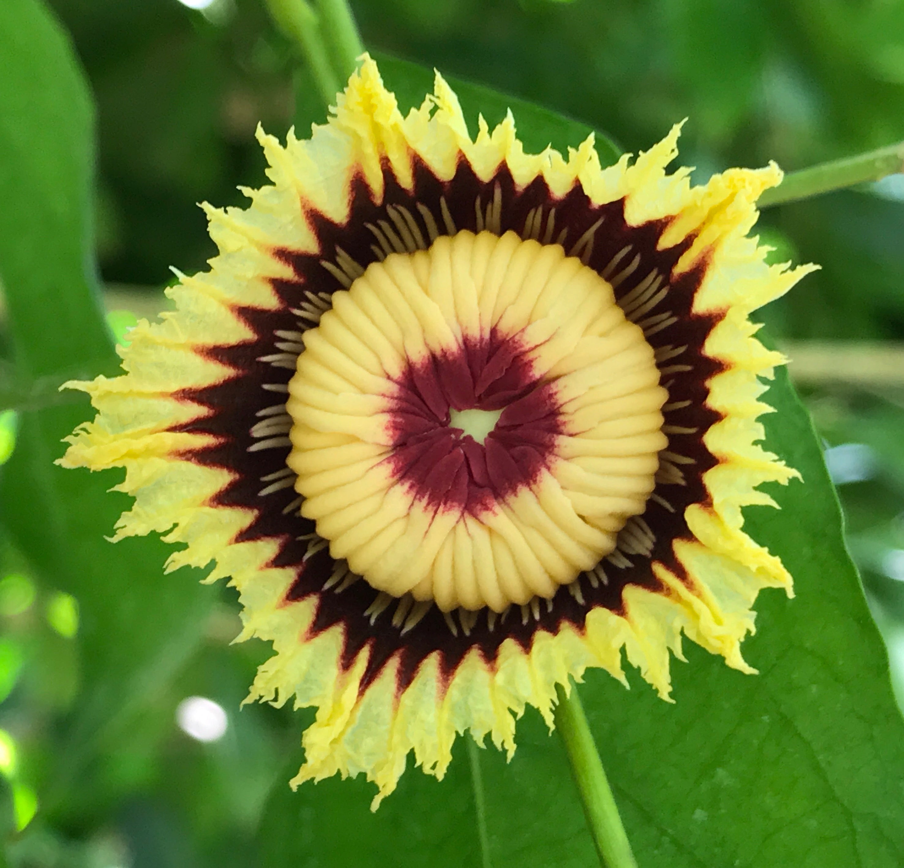 Napoleonaea beninensis