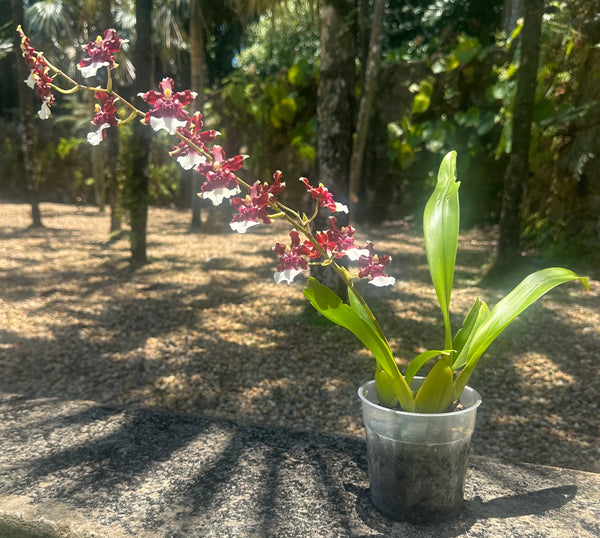 Oncidium 'Heaven Scent'