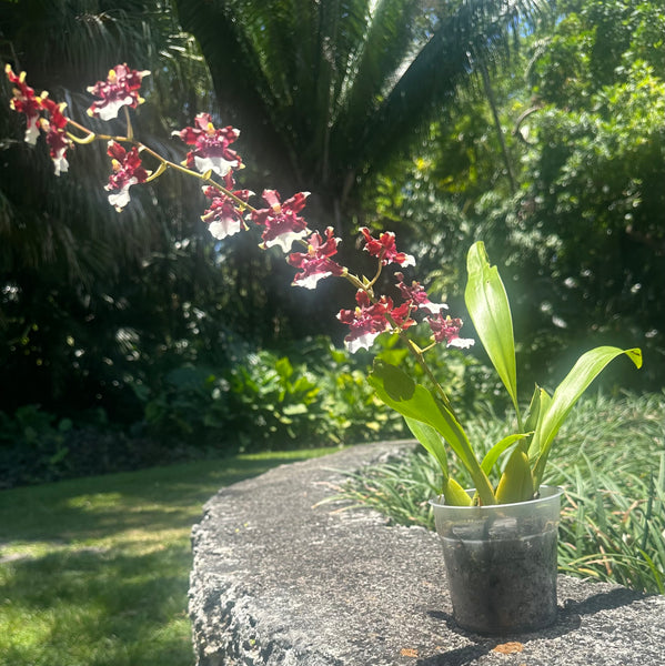 Oncidium 'Heaven Scent'